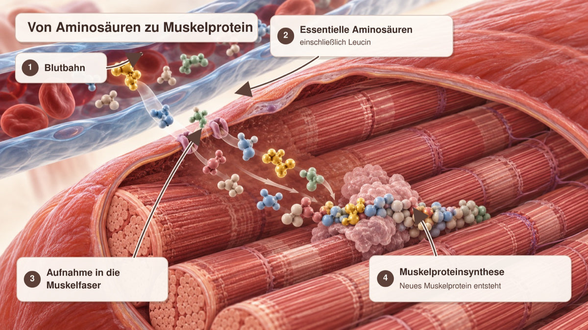 Essentielle Aminosäuren gelangen über das Blut zur Muskulatur
